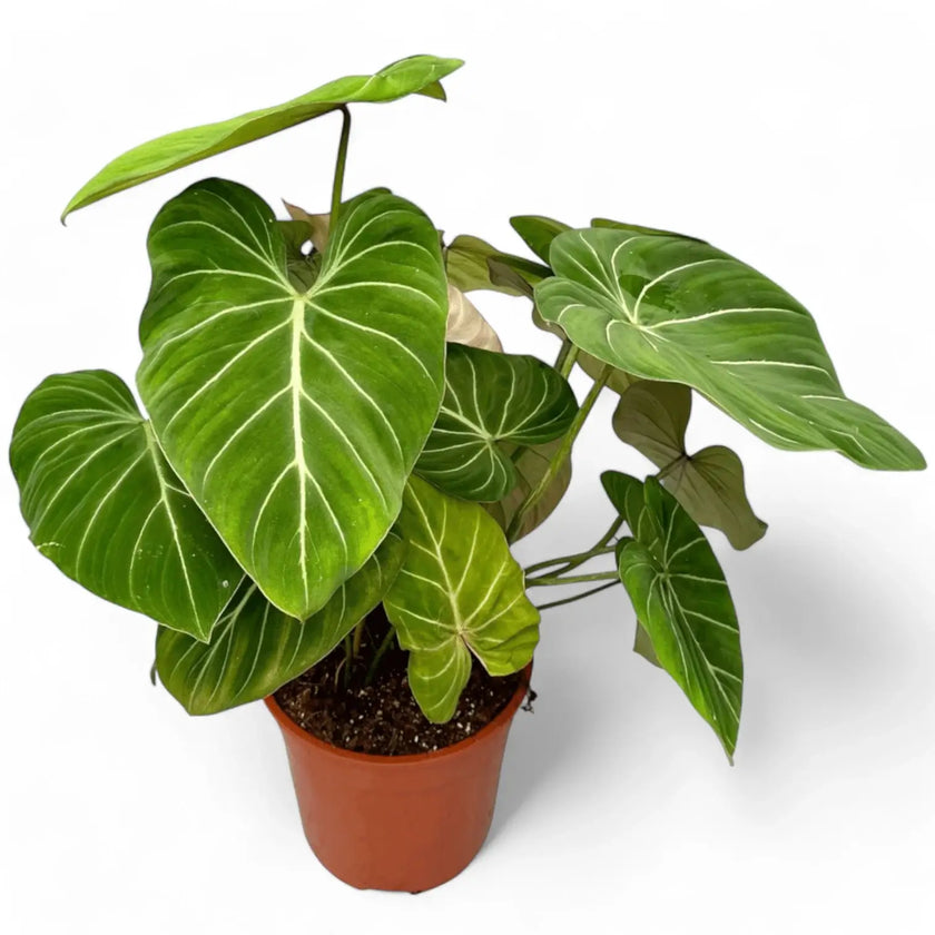 Philodendron gloriosum potted houseplant in nursery pot on white background, product photo 2.