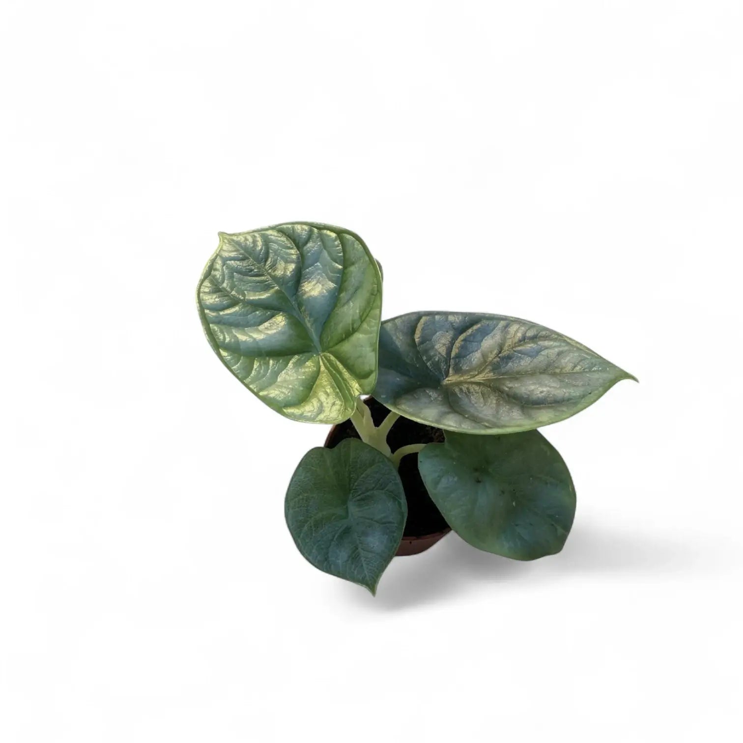 Alocasia baginda 'Silver dragon' potted houseplant in nursery pot on white background, product photo 10.