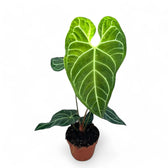 Anthurium regale – Topfpflanze im Kulturtopf vor weißem Hintergrund, Produktfoto 15.