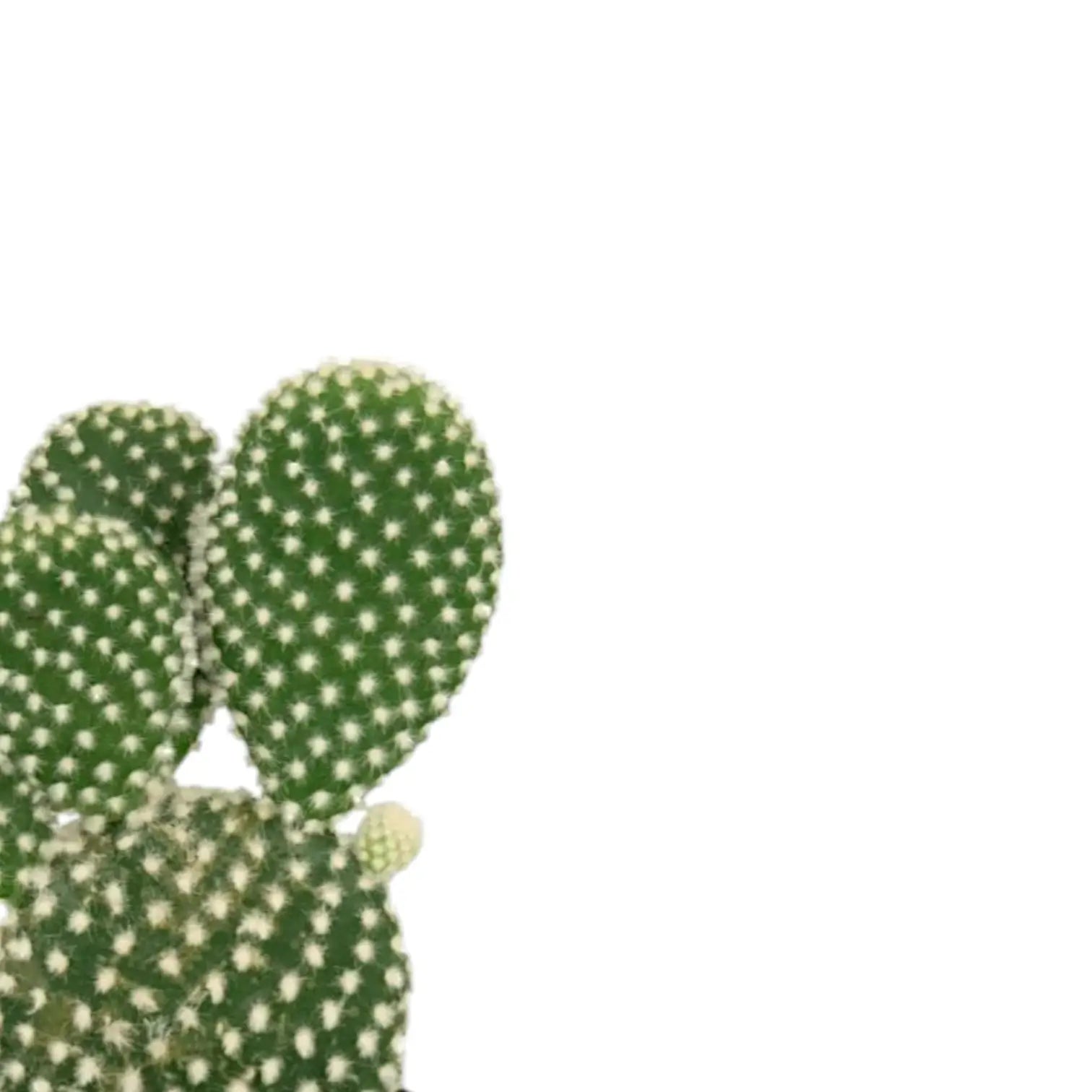 Nahaufnahme eines Sprosses von Opuntia microdasys var. albispina vor weißem Hintergrund.