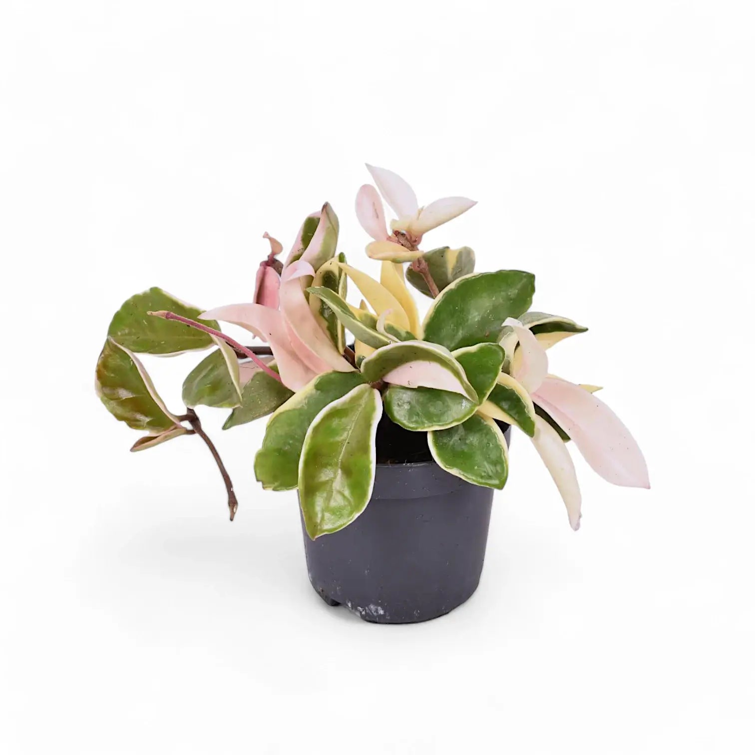 Hoya carnosa 'Krimson Queen' (albomarginata) – Topfpflanze im Kulturtopf vor weißem Hintergrund, Produktfoto 2.