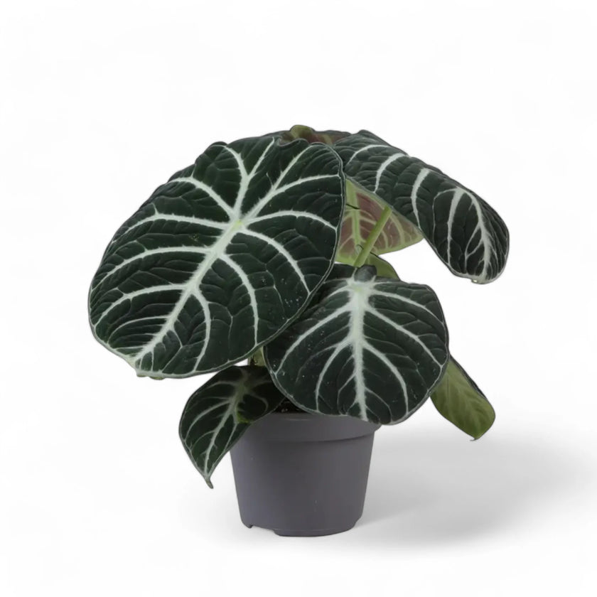 Alocasia reginula 'Ninja' potted houseplant in nursery pot on white background, product photo 3.