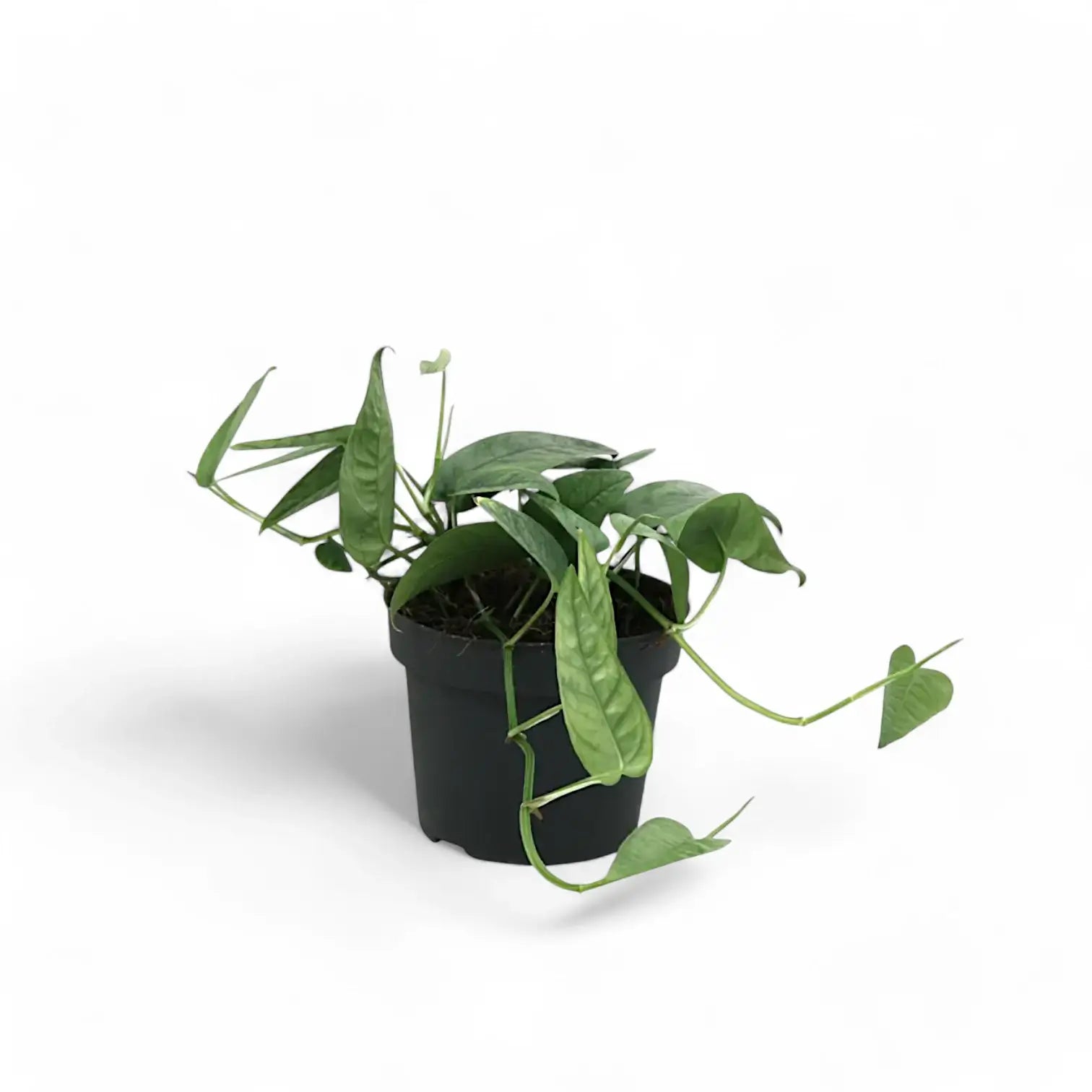 Epipremnum pinnatum 'Cebu Blue' – Topfpflanze im Kulturtopf vor weißem Hintergrund, Produktfoto 5.