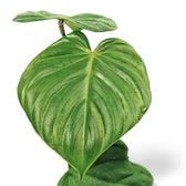 Philodendron nangaritense – Topfpflanze im Kulturtopf vor weißem Hintergrund, Produktfoto 6.