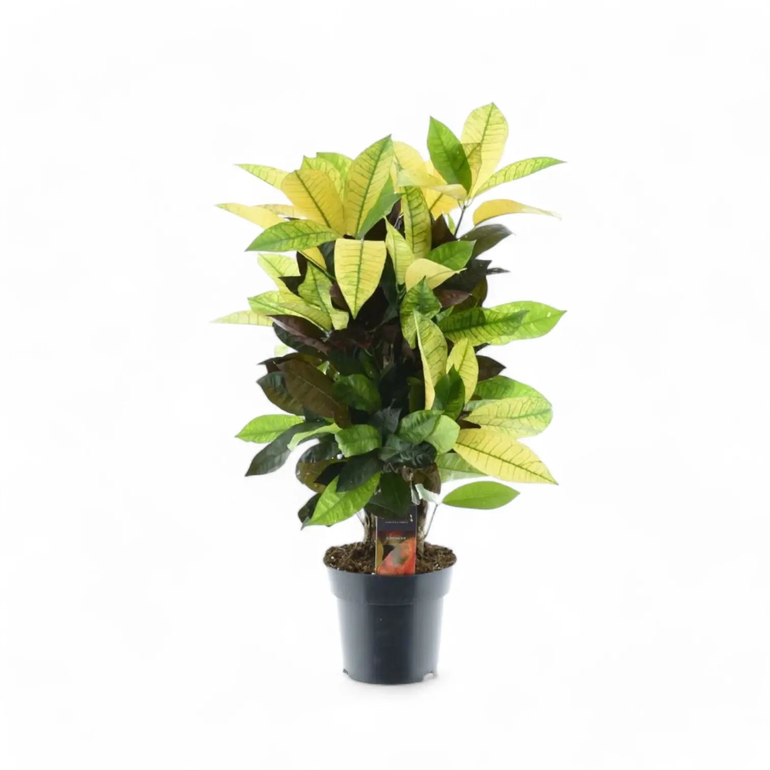 Codiaeum variegatum (Croton) 'Mrs. Iceton' potted houseplant in nursery pot on white background, product photo 6.