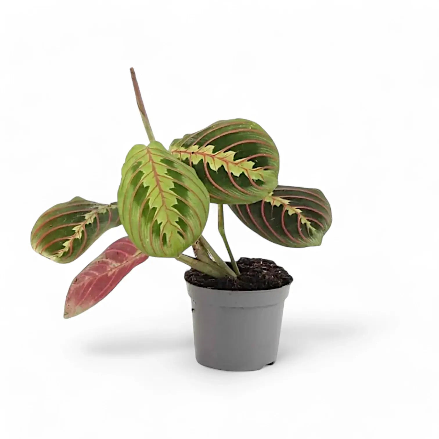 Maranta leuconeura 'Fascinator' ('Tricolor', 'Red Stripe') – Zimmerpflanze im Kulturtopf auf weißem Hintergrund, Produktfoto 4.