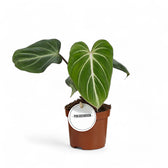 Philodendron gloriosum dark form – Topfpflanze im Kulturtopf vor weißem Hintergrund, Produktfoto 5.