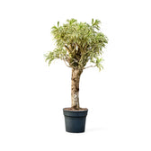 Dracaena reflexa 'Song Of India' potted houseplant in nursery pot on white background, product photo 5.