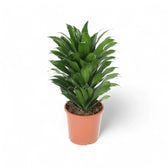 Dracaena fragrans 'Compacta' – Topfpflanze im Kulturtopf vor weißem Hintergrund, Produktfoto 6.