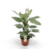 Philodendron hastatum 'Silver queen' ('Silver Sword') potted houseplant in nursery pot on white background, product photo 6.