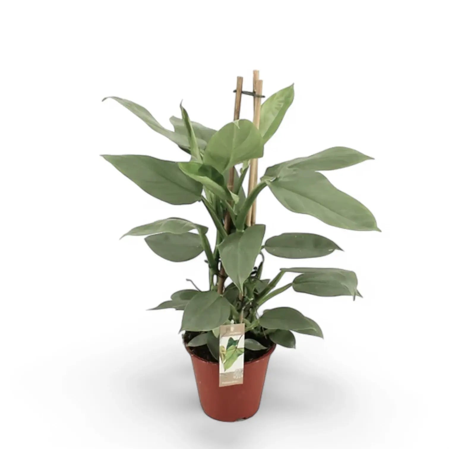 Philodendron hastatum 'Silver queen' ('Silver Sword') potted houseplant in nursery pot on white background, product photo 6.