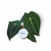 Anthurium forgetii x nigrolaminum 'Gigi' potted houseplant in nursery pot on white background, product photo 5.