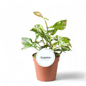 Syngonium podophyllum 'Red spot tricolor' potted houseplant in nursery pot on white background, product photo 4.