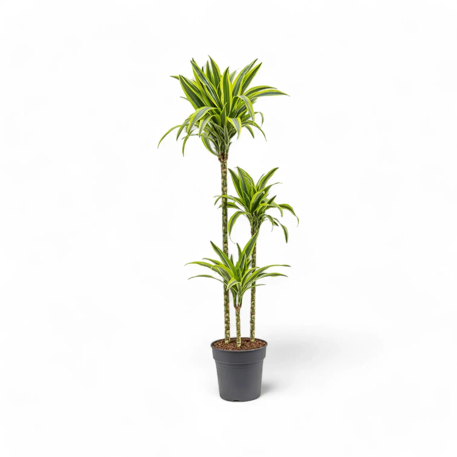 Dracaena fragrans 'Lemon Lime' potted houseplant in nursery pot on white background, product photo 13.