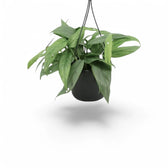 Epipremnum pinnatum 'Cebu Blue' – Topfpflanze im Kulturtopf vor weißem Hintergrund, Produktfoto 3.