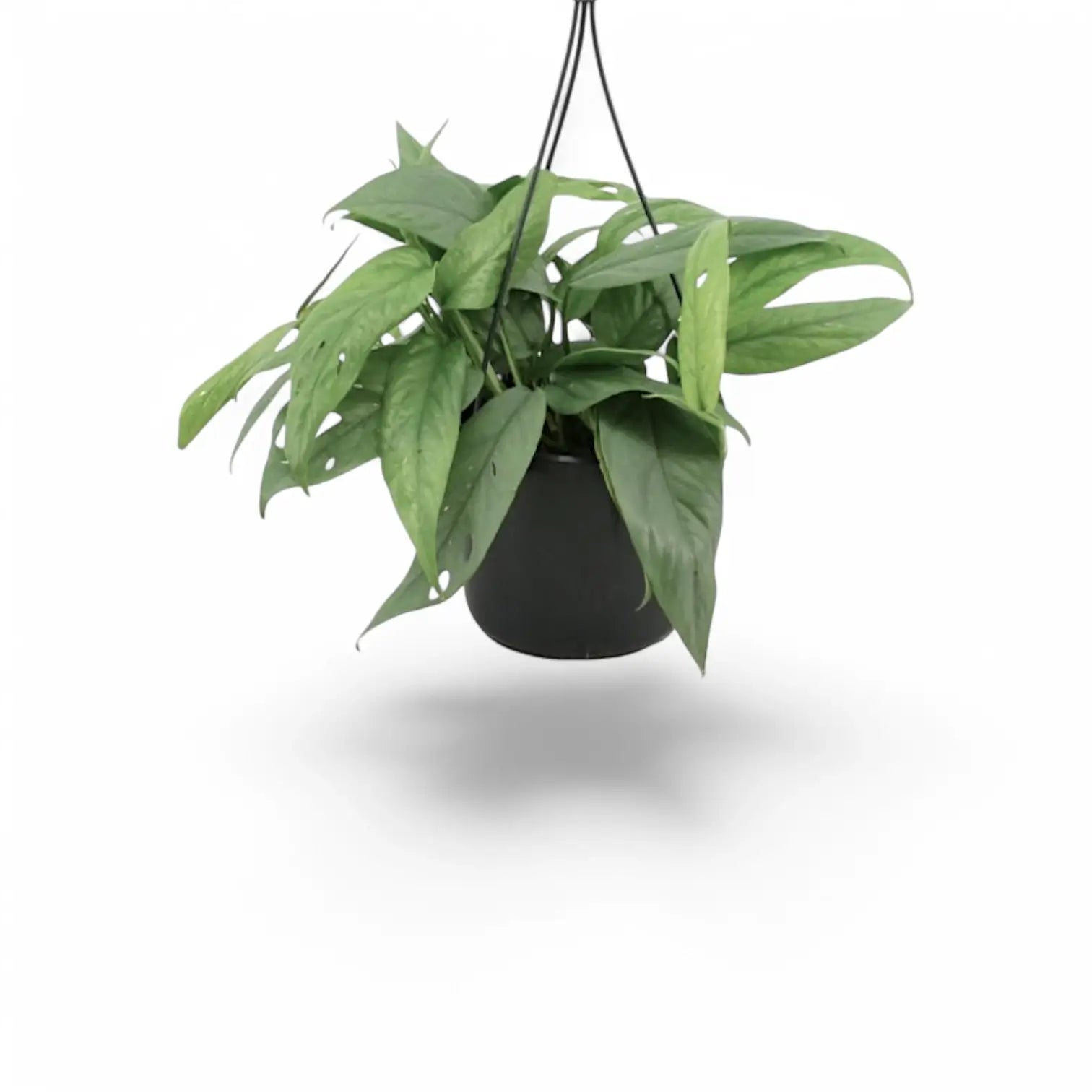 Epipremnum pinnatum 'Cebu Blue' – Topfpflanze im Kulturtopf vor weißem Hintergrund, Produktfoto 3.