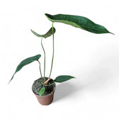 Anthurium peltigerum – Topfpflanze im Kulturtopf vor weißem Hintergrund, Produktfoto 14.