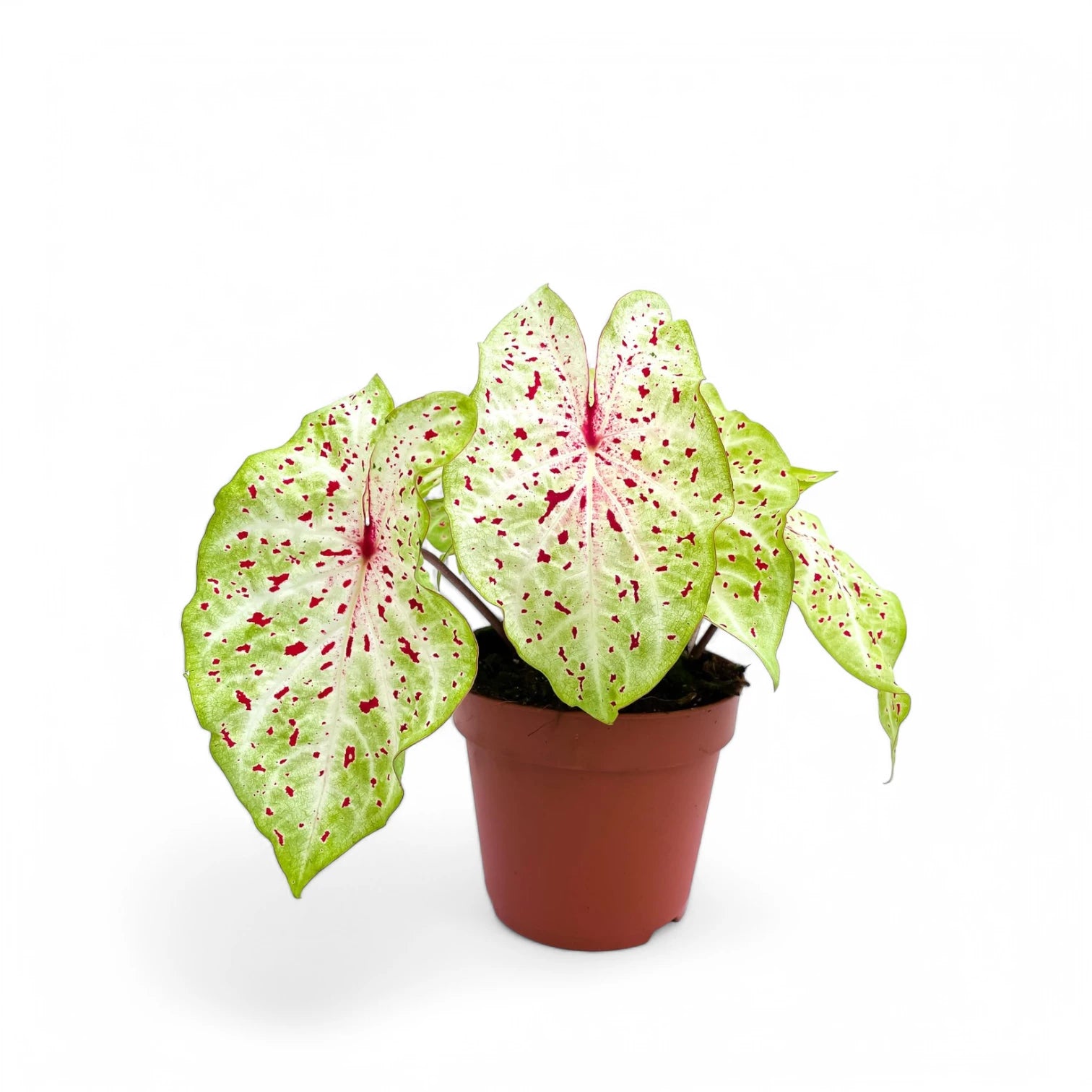 Caladium 'Miss Muffet'