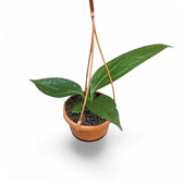 Anthurium 'Big Bill' (A. pendulifolium x cubense) – Topfpflanze im Kulturtopf vor weißem Hintergrund, Produktfoto 5.