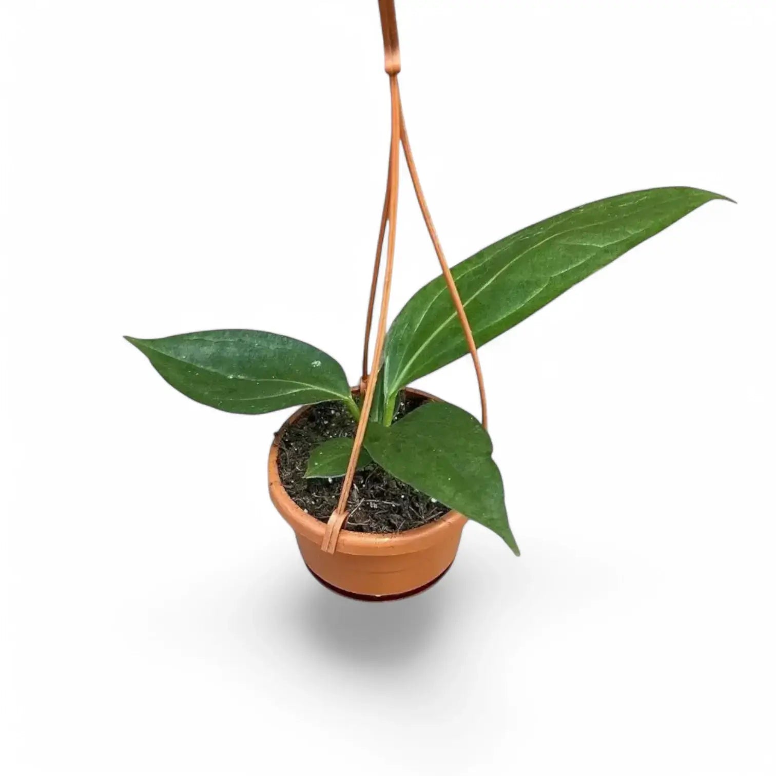 Anthurium 'Big Bill' (A. pendulifolium x cubense) – Topfpflanze im Kulturtopf vor weißem Hintergrund, Produktfoto 5.