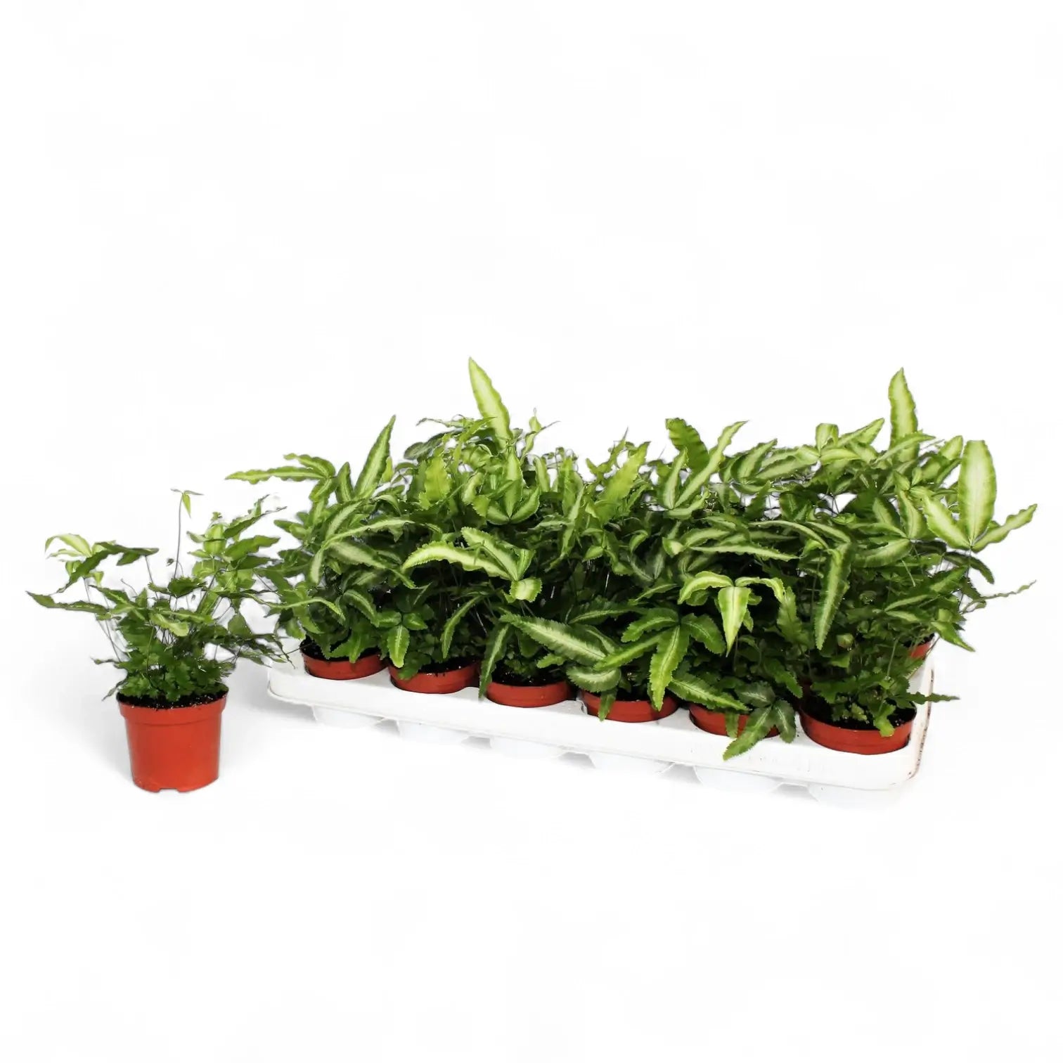 Pteris cretica 'Albolineata' – Topfpflanze im Kulturtopf vor weißem Hintergrund, Produktfoto 3.