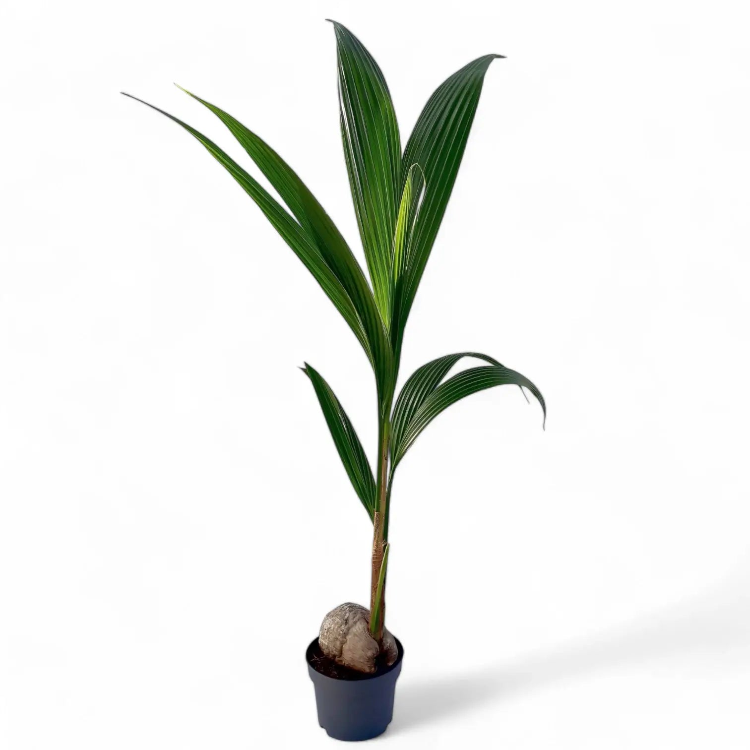 Cocos nucifera – Zimmerpflanze im Kulturtopf auf weißem Hintergrund, Produktfoto 2.