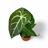 Anthurium regale x magnificum potted houseplant in nursery pot on white background, product photo 4.
