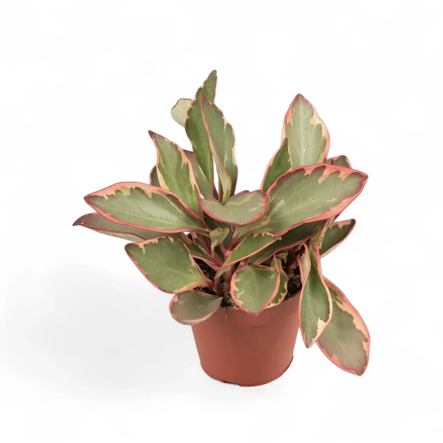 Peperomia clusiifolia 'Jellie' – Zimmerpflanze im Kulturtopf auf weißem Hintergrund, Produktfoto 3.