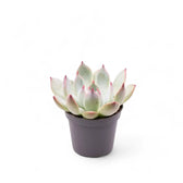 Echeveria chihuahuaensis potted houseplant in nursery pot on white background, product photo 2.