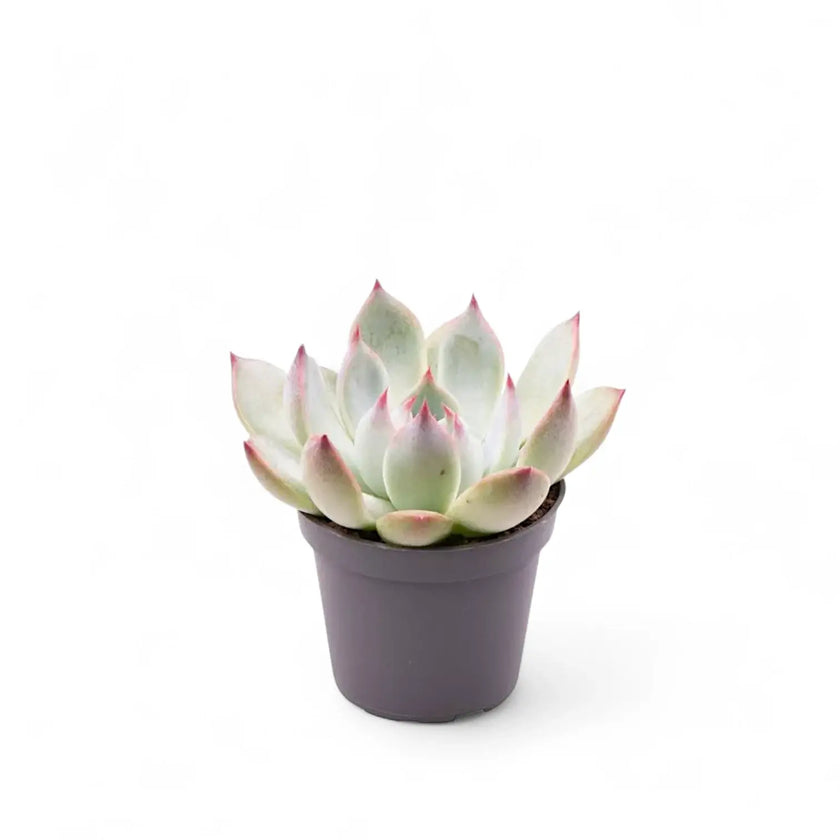 Echeveria chihuahuaensis potted houseplant in nursery pot on white background, product photo 2.