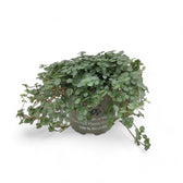 Pilea libanensis 'Greyzy' ('Silver Sparkles') potted houseplant in nursery pot on white background, product photo 5.