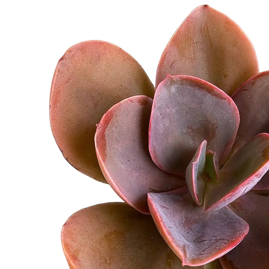 Echeveria gibbiflora 'Metallica' leaf close-up on white background.