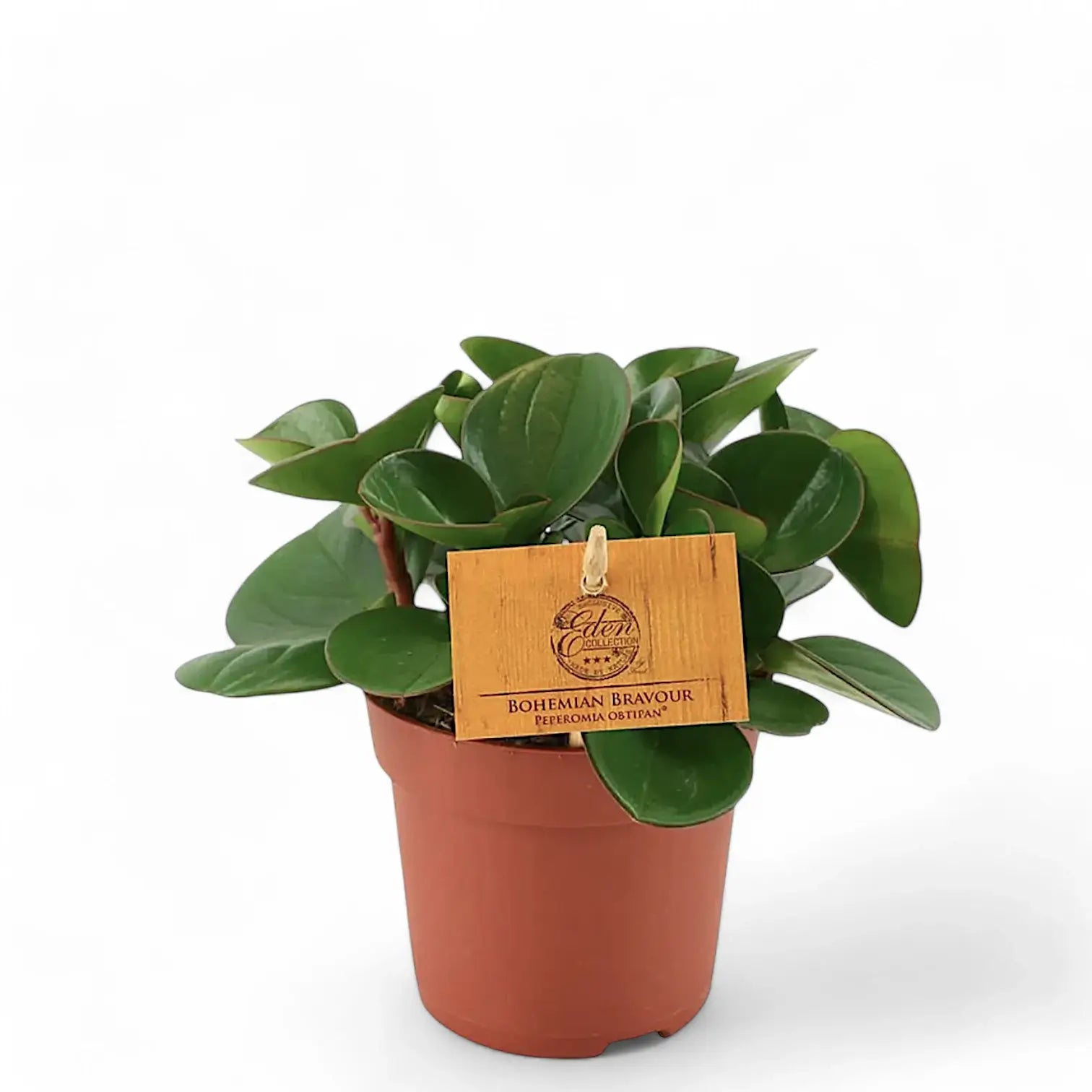 Peperomia obtusifolia – Zimmerpflanze im Kulturtopf auf weißem Hintergrund, Produktfoto 5.