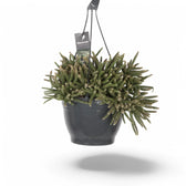 Rhipsalis baccifera ssp. horrida potted houseplant in nursery pot on white background, product photo 6.