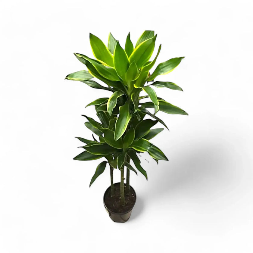 Dracaena fragrans 'Golden Coast' – Topfpflanze im Kulturtopf vor weißem Hintergrund, Produktfoto 2.