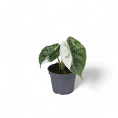 Alocasia baginda 'Dragon scale' albo-variegata potted houseplant in nursery pot on white background, product photo 4.