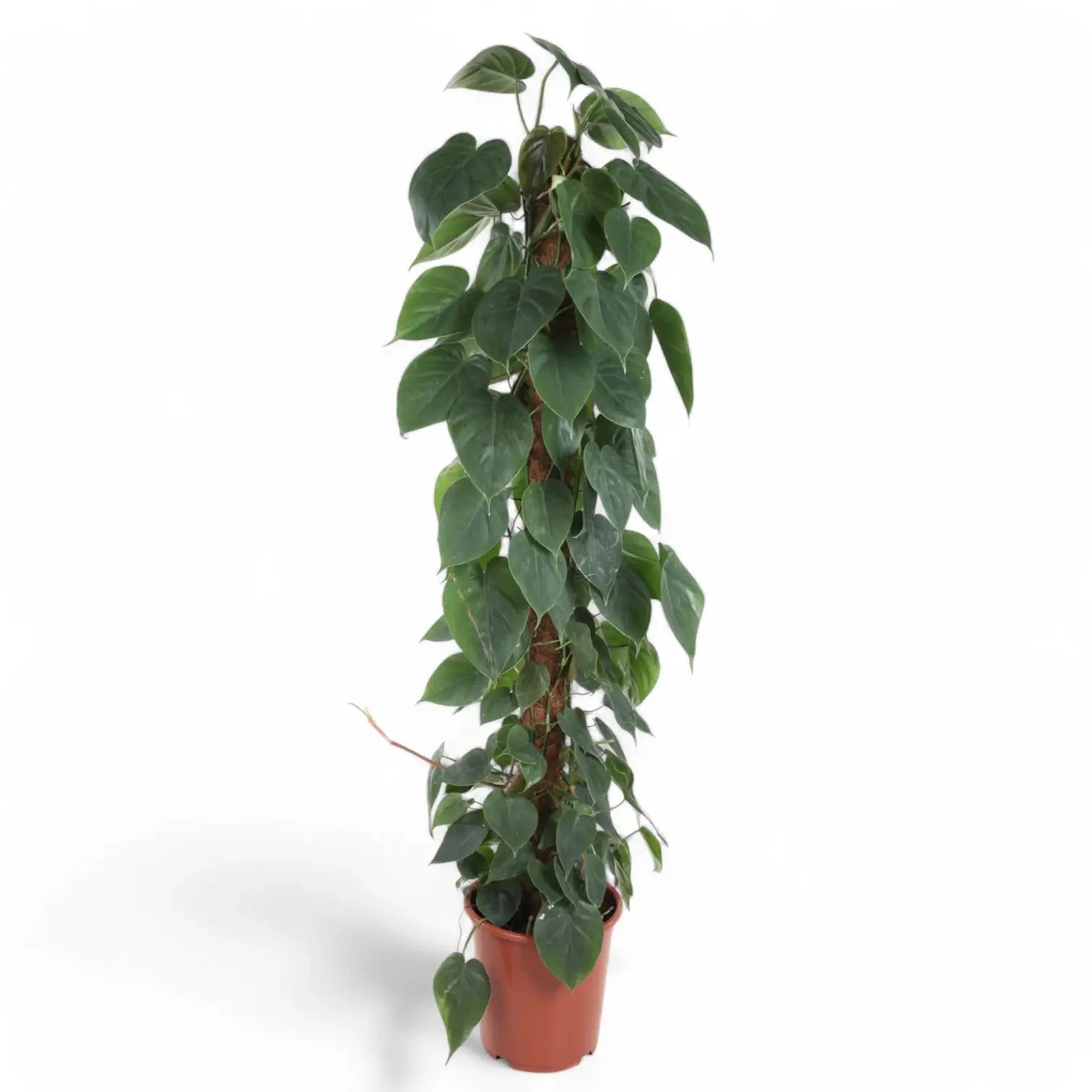 Philodendron hederaceum var. oxycardium (Philodendron scandens) – Topfpflanze im Kulturtopf vor weißem Hintergrund, Produktfoto 12.