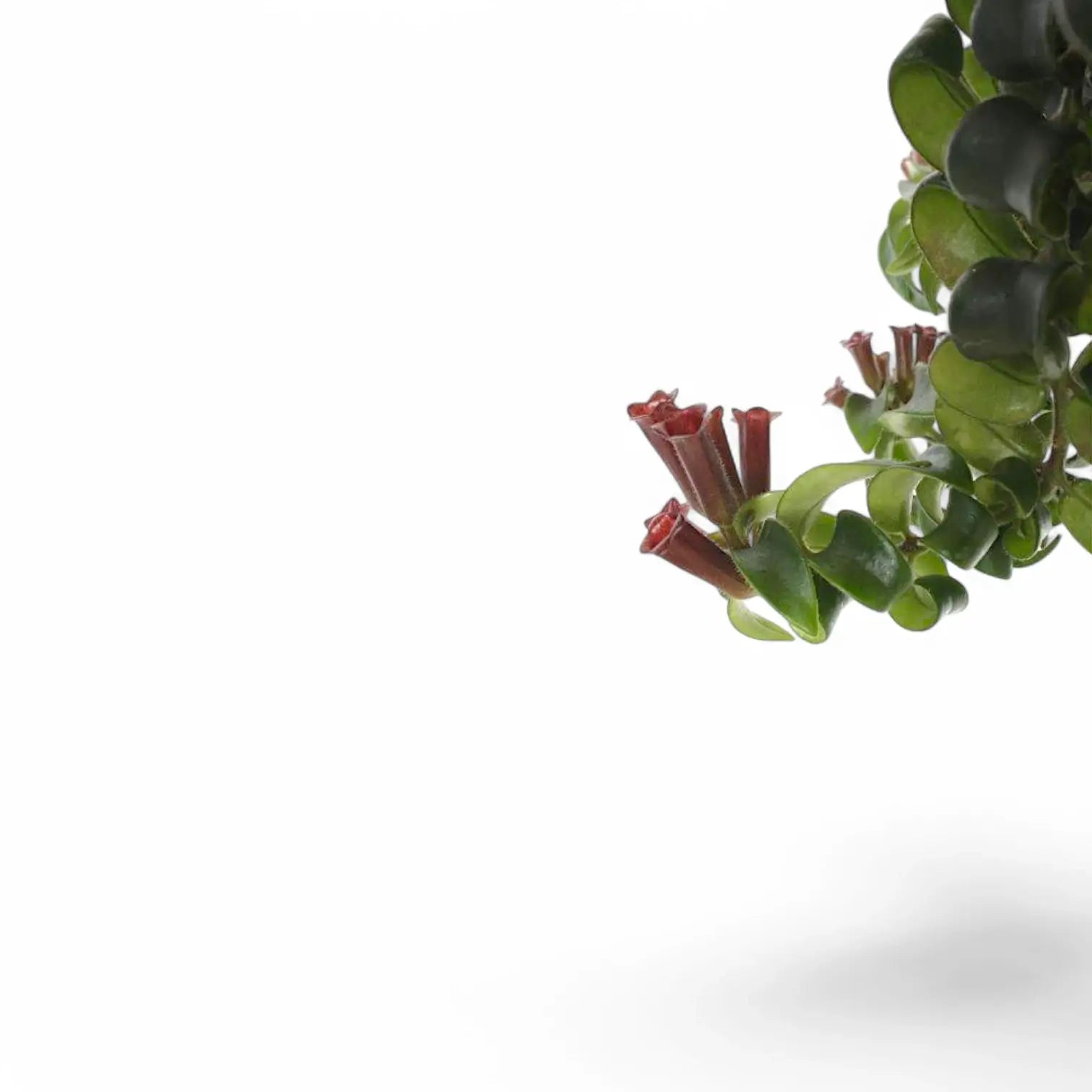 Aeschynanthus 'Swing' – Zimmerpflanze im Kulturtopf auf weißem Hintergrund, Produktfoto 4.