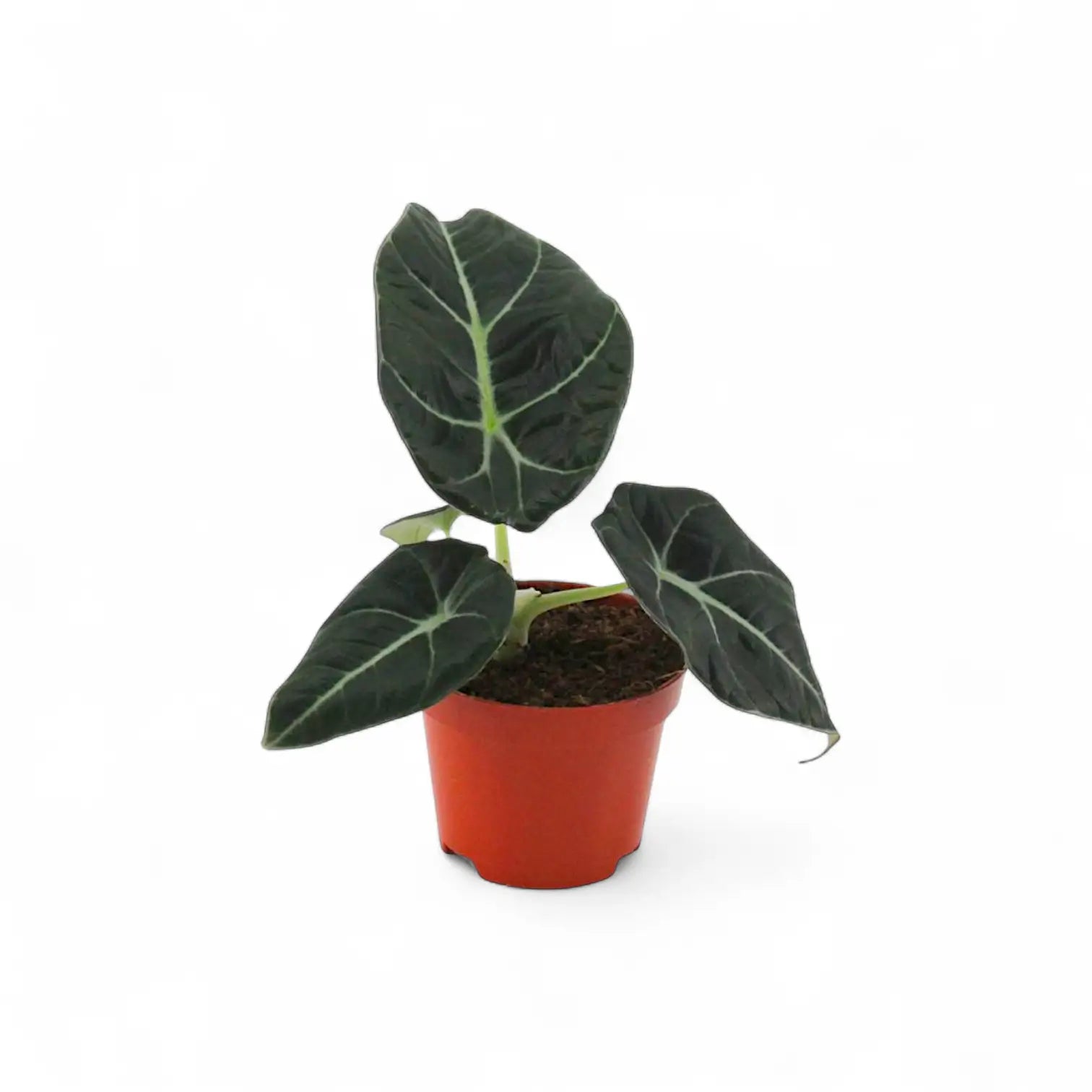 Alocasia reginula 'Black velvet' potted houseplant in nursery pot on white background, product photo 6.