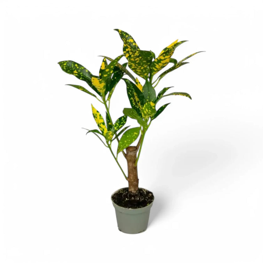 Codiaeum variegatum 'Aucubaefolia' potted houseplant in nursery pot on white background, product photo 2.