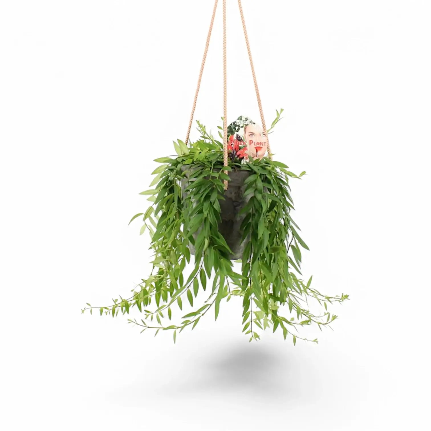 Aeschynanthus 'Japhrolepis' – Zimmerpflanze im Kulturtopf auf weißem Hintergrund, Produktfoto 4.