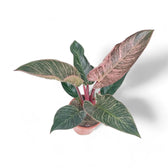 Philodendron 'Birkin Pink' ('Pink Bikini') potted houseplant in nursery pot on white background, product photo 9.
