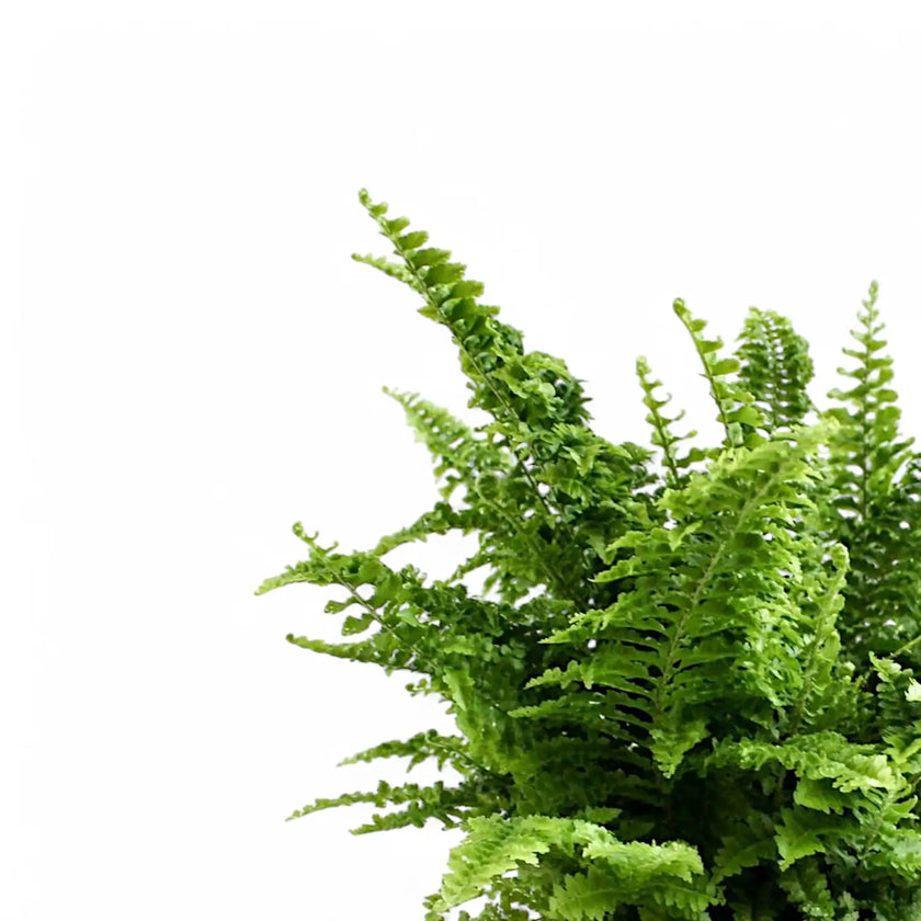 Nephrolepis exaltata 'Vitale' leaf close-up on white background.