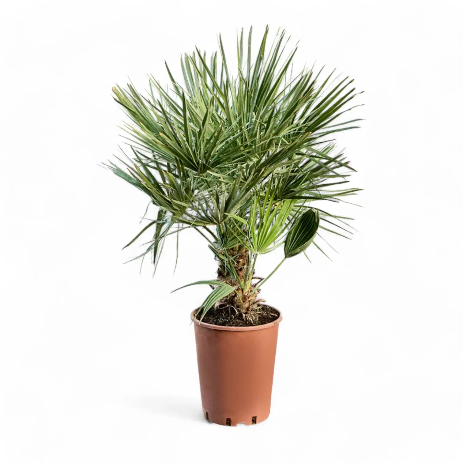 Chamaerops humilis potted houseplant in nursery pot on white background, product photo 7.