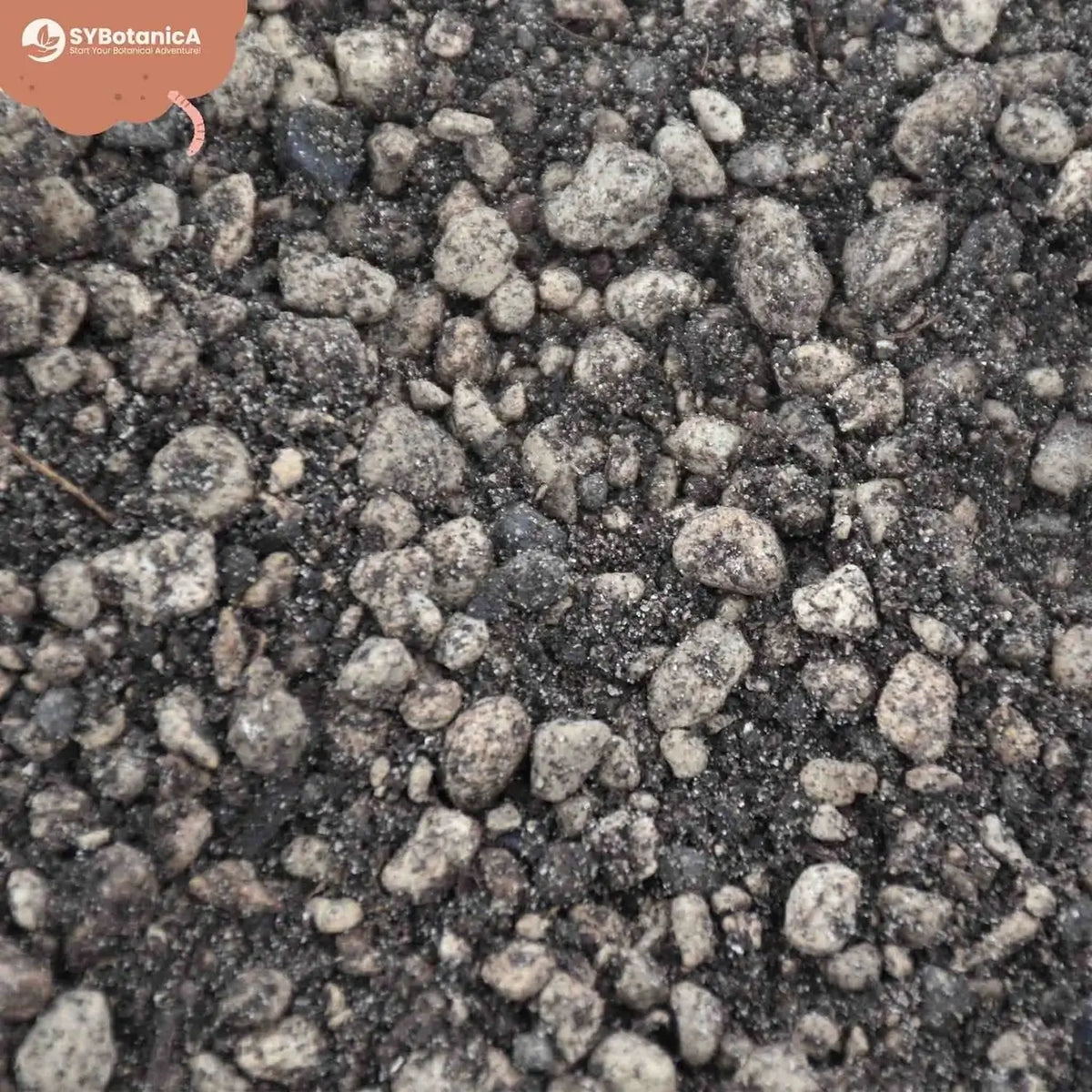 Lithops and Split Rock Soil Mix on white background, product photo 5.