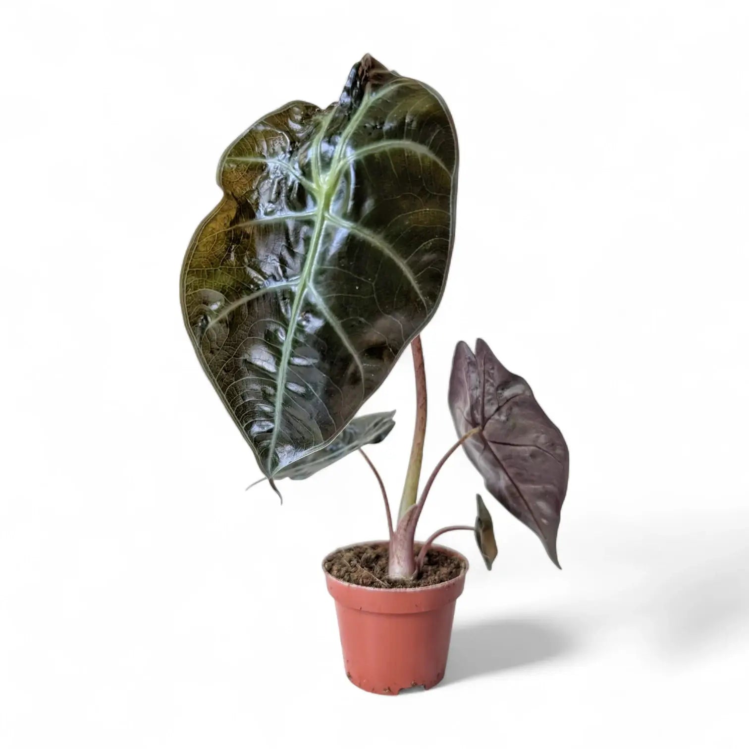 Alocasia suhirmaniana potted houseplant in nursery pot on white background, product photo 4.