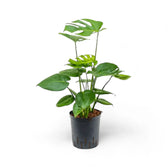 Monstera deliciosa – Zimmerpflanze im Kulturtopf auf weißem Hintergrund, Produktfoto 10.