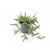 Curio herreianus 'Purple flush' – Topfpflanze im Kulturtopf vor weißem Hintergrund, Produktfoto 5.