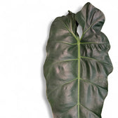 Nahaufnahme eines Blatts von Philodendron maximum vor weißem Hintergrund.