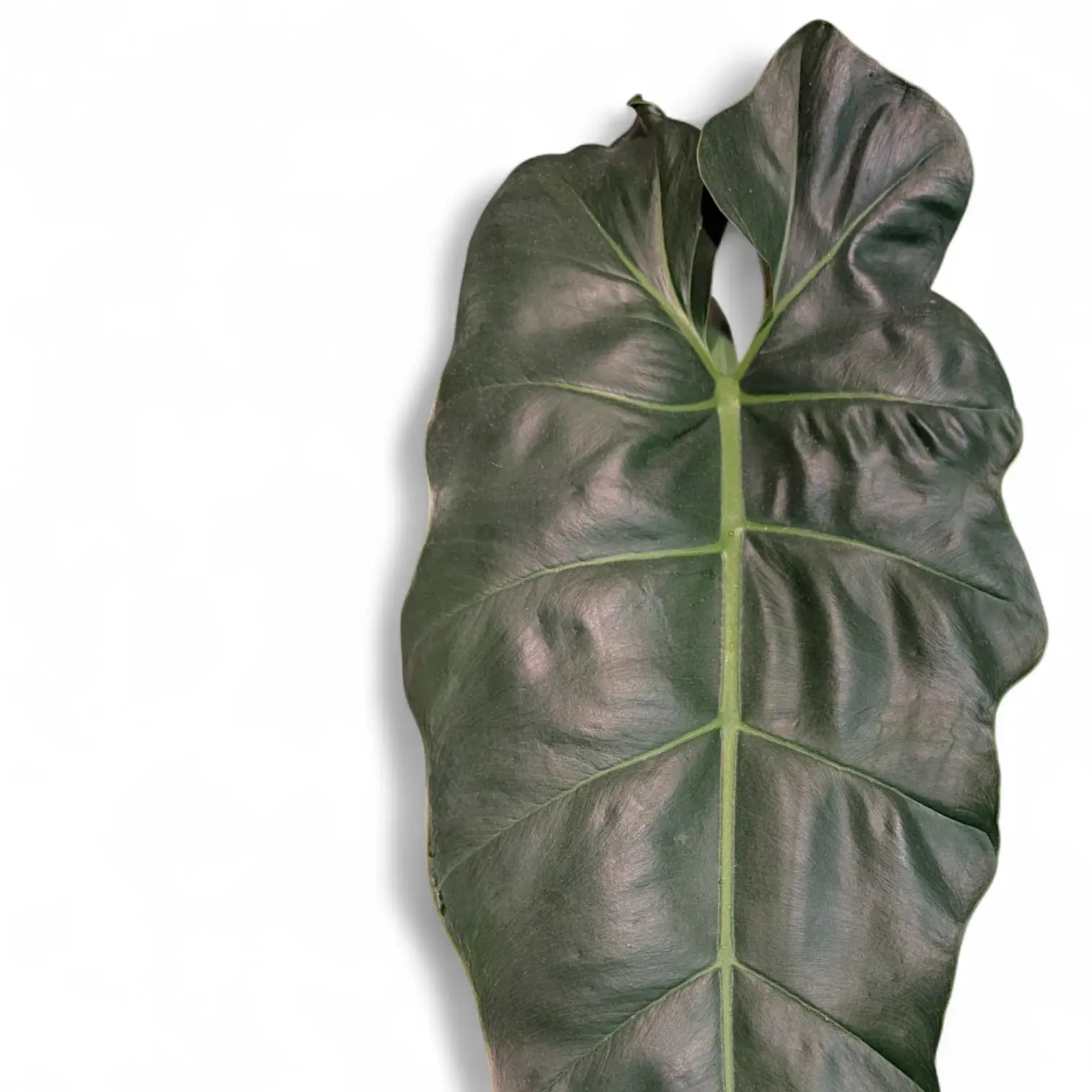 Nahaufnahme eines Blatts von Philodendron maximum vor weißem Hintergrund.